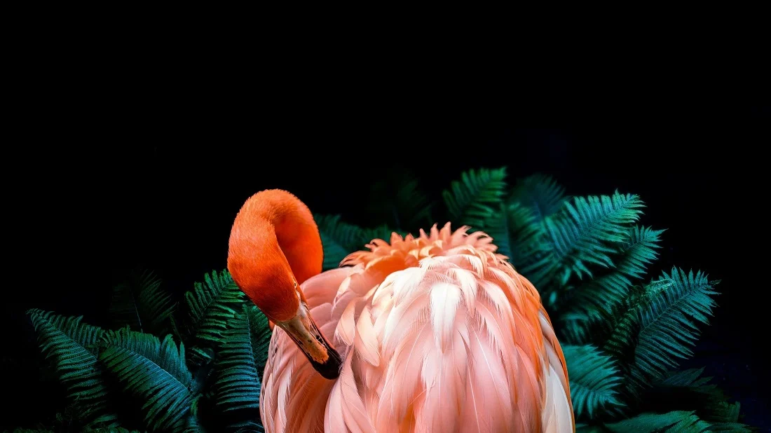 تلویزیون 55 اینچ توربو ژاپن QLED مدل 55QLED8000