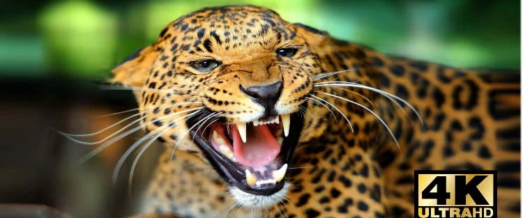 کیفیت تصویر تلویزیون فلیپس 65PUS8807