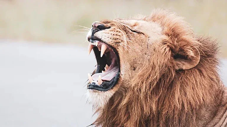 تلویزیون 86QNED913PA ال جی