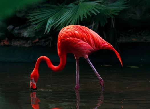 خرید تلویزیون ال جی G3